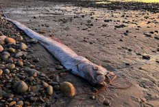 Sudah Ketiga Kalinya, Ikan Hari Kiamat Muncul di Pantai Ini