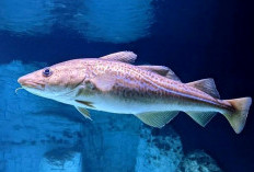 Cegah Gagal Ginjal dengan Pola Makan Sehat, Ini Daftar Ikan yang Aman Dikonsumsi !