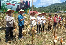 Pemkab dan Polres Panen Raya Jagung Serentak di Curup Utara, Dukung Program Asta Cita Presiden