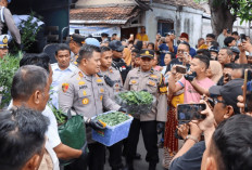  Polisi Bekuk Pembudidaya Ganja Setelahnya Dijual Jadi Rokok 