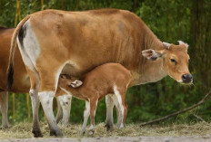 13 Sapi di Rejang Lebong Mati Mendadak, Diduga Terjangkit Jembrana