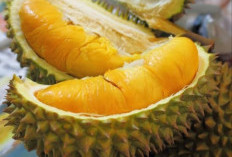 Ternyata Bukan Taba Penanjung, Ini Daerah Penghasil Durian Terbesar Provinsi Bengkulu