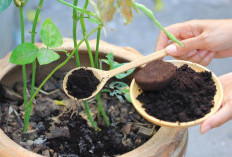 Ternyata Ampas Kopi Bisa Menyuburkan Tanaman, Begini Caranya!