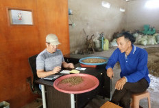 Harga Biji Kopi Terbaru Rp 47.000/Kg