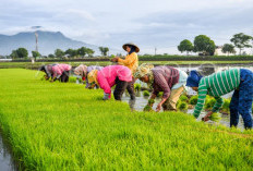 Program Cetak Sawah Baru Perlu Kajian dan Telaah