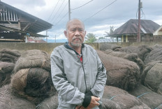 Ijuk Rejang Lebong Dipasarkan Hingga ke Bali