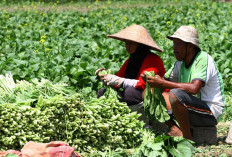 Harga Sayuran di Rejang Lebong Anjlok