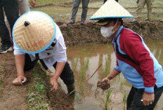 Diperkan Jalankan Program Basmi Tikus