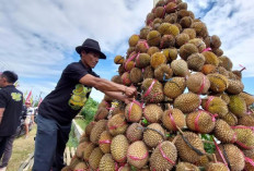 Jangan Sampai Ketinggalan : Festival Durian di Rejang Lebong Seminggu Lagi, Catat Tanggalnya!