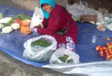 Harga Cabai Rawit Anjlok