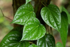 Kamu Harus Tahu! Ini 3 Daun Alami Yang Bermanfaat untuk Menjaga Kesehatan Mata Anda