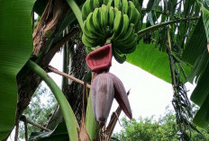 Si Merah dari Pohon Pisang Ini Ternyata Bisa Jadi Obat Alami untuk Banyak Penyakit !