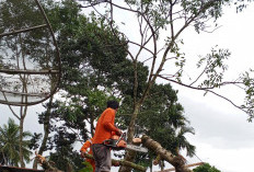  Angin Badai Terjang Rejang Lebong, Rumah Rusak dan Pohon Warga Tumbang