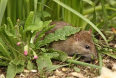 Ini 5 Tanaman Yang Bisa Mengundang Tikus Masuk ke Rumah