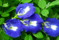 Lip Care Alami dan Eco-Friendly ? Bunga Telang Bisa Jadi Solusinya !