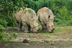 Serunya Jelajah Alam Liar di Ujung Kulon, Surga Tersembunyi Buat Para Petualang!