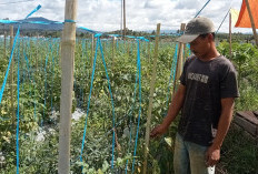 Petani Tomat Keluhkan Serangan Hama Ulat, Hasil Panen Menurun