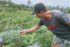 Petani Cabai Farux Keluhkan Hama Ulat Buah