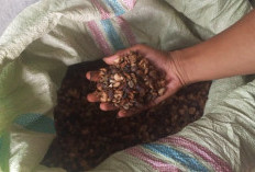 Harga Kopi Petani Kopi di Rejang Lebong Mentok Rp 60 Ribu/Kg
