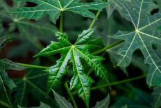 Yuk Baca! Ini Manfaat Luar Biasa Daun Pepaya Dan Cara Mengonsumsinya!