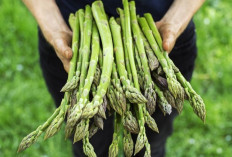 Tanam Sayur Sendiri di Rumah ? Kenali Dulu Mana yang Gampang dan Mana yang Bikin Pusing !