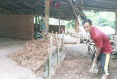 Produksi Bata Merah di Rejang Lebong Menurun, Ini Penyebabnya!