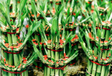 Inilah 5 Mitos Tanaman Hias Lucky Bamboo atau Bambu Hoki, Tanaman Pembawa Rezeki ?