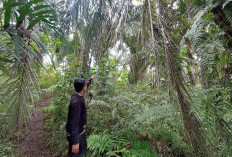 Pertanian Sawit di BUR Tidak Produktif