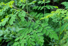 Kecil-Kecil Cabe Rawit, Kenali Segudang Manfaat Daun Kelor !