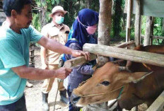 Pedagang Ternak Wajib Kantongi SKKH, Apa Itu? 