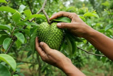   Kementan Ungkap Manfaat Salak dan Sirsak, Solusi Sehat dari Alam Indonesia