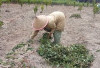 Petani Ubi Jalar di Curup Waspadai Serangan Hama Tikus