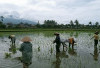 Petani Padi Sambut Baik Kenaikan HPP Gabah