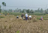 3.500 Hektare Sawah Masuk Lahan Pertanian Berkelanjutan