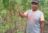 Petani Buncis Keluhkan Serangan Hama Ulat