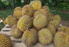 Awas! Empat Kombinasi Makanan Ini Bisa Berbahaya Jika Dikonsumsi Bersama Durian