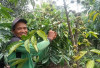 Harga Stabil, Tapi Produksi Kopi Petani Rejang Lebong Menurun