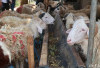 Antara Kurban Kambing Sendiri dan Sapi Patungan, Mana yang Lebih Utama?
