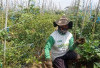 Petani Cabai Rawit di Rejang Lebong Keluhkan Serangan Hama Ulat