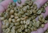 Petani Mulai Khawatir, Harga Jual Kopi Terus Menurun hingga Rp 45.000/Kg