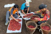 Waspada Pencurian Kopi di Lebong