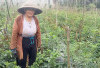 Harga Tomat Masih Stabil, Petani Sumringah