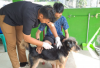 Kasus Gigitan Anjing Liar Meningkat