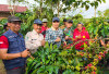 Bupati Kepahiang Gelar Lomba Budidaya Perkebunan Kopi Robusta