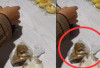  Heboh Kemasan MBG Balita di Rejang Lebong dalam Kantong Plastik, Ini Kata Pihak SPPG 