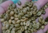 Harga Kopi di Rejang Lebong Bertahan Diharga Rp 45.000 per Kilogram  