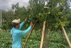 Petani Jeruk BW Keluhkan Pupuk Langka 