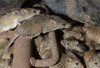 Tikus Minggat Tanpa Jejak! Rahasia Ampuh Bikin Tikus Kapok Datang Lagi