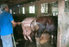 Jelang Idul Adha, Harga Sapi Dibanderol Mulai Rp 16 Juta per Ekor