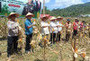 Pemkab dan Polres Panen Raya Jagung Serentak di Curup Utara, Dukung Program Asta Cita Presiden
